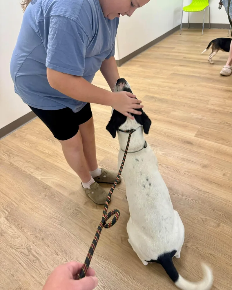A young medium-sized male Hound dog named Tank for adoption in Yorktown, VA