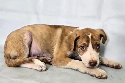 A baby medium-sized male Australian Shepherd dog named Naveen for adoption in Morton Grove, IL