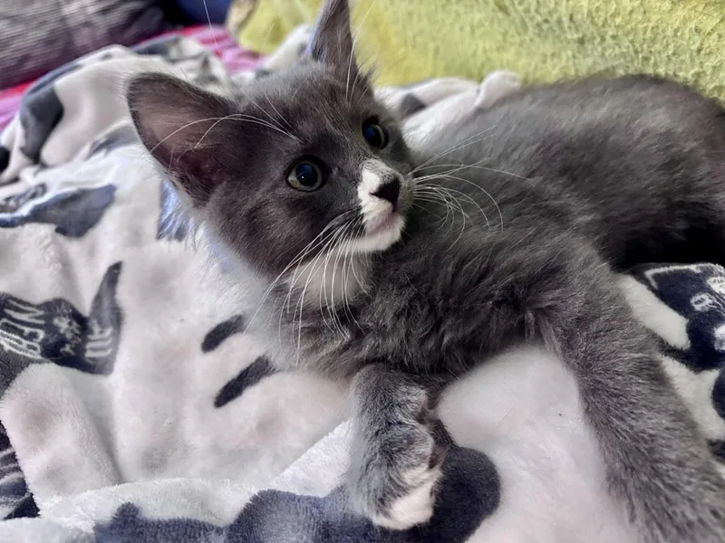 A baby medium-sized female Gray / Blue / Silver Domestic Short Hair cat named Sock for adoption in Clyde, NC