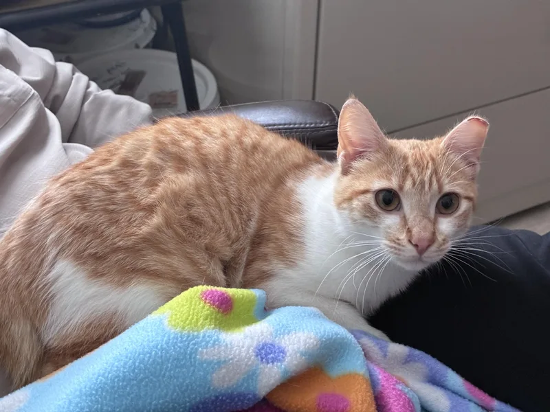 A baby small-sized female Orange & White Domestic Short Hair cat named Sunshine for adoption in Elk Grove, CA