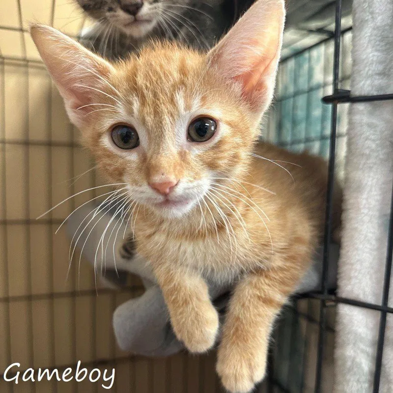 A baby small-sized male Domestic Medium Hair cat named Gameboy for adoption in Yucaipa, CA