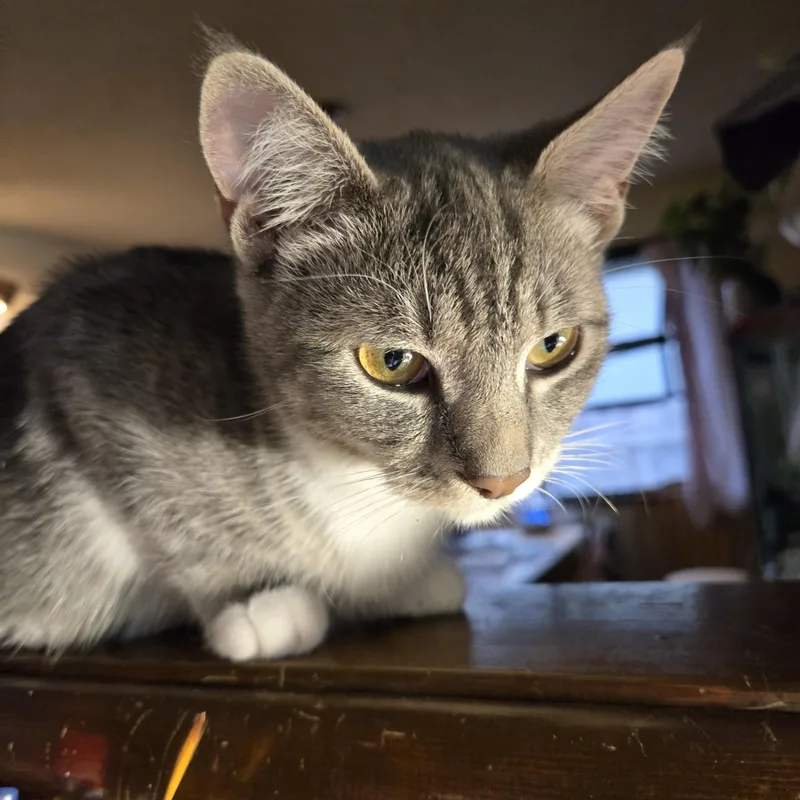 Cat Steven thumbnail 2