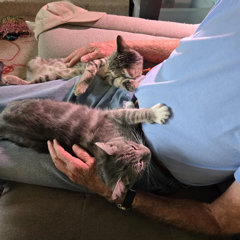 Cat Steven thumbnail 3