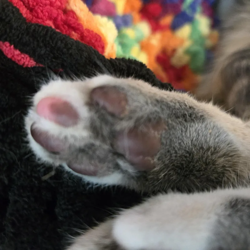 Cat Steven thumbnail 4