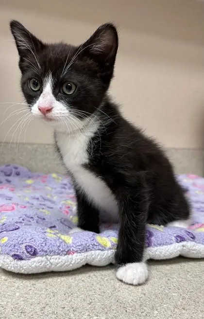 A young small-sized male Domestic Short Hair cat named Ken for adoption in Phoenix, AZ