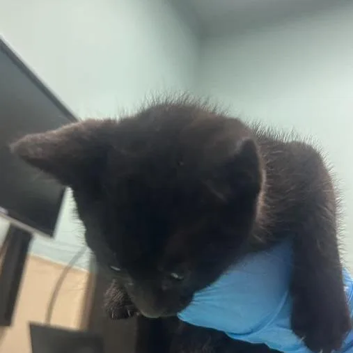 A baby small-sized male Black Domestic Short Hair cat named Winston for adoption in Tacoma, WA