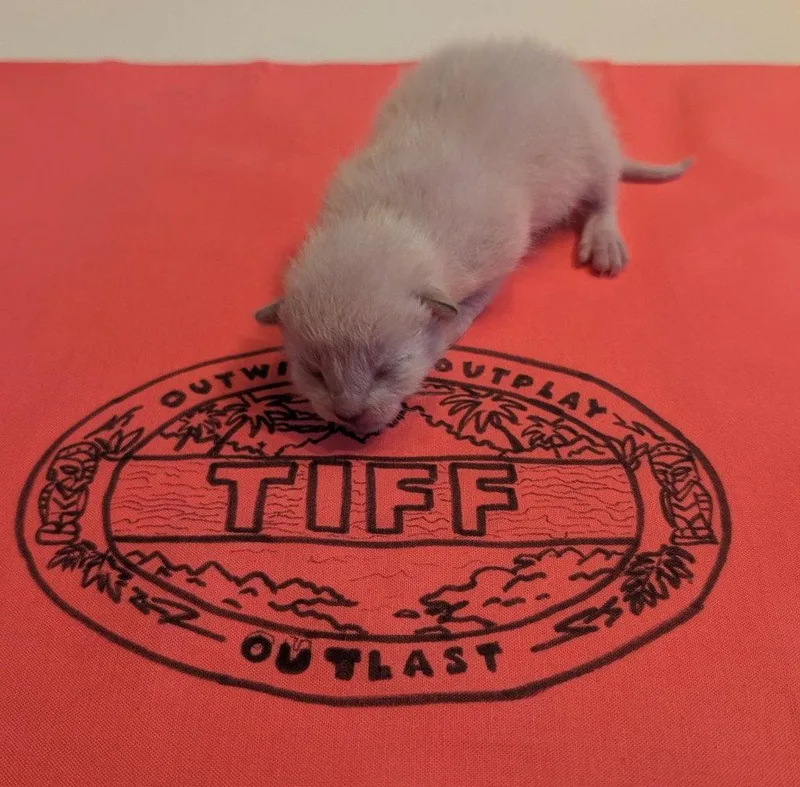 A baby small-sized female Domestic Short Hair cat named Tiff for adoption in Saint George, UT