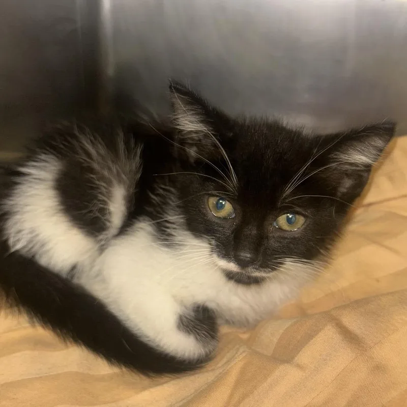 A baby small-sized male Black Domestic Short Hair cat named Yogurt for adoption in Chattanooga, TN