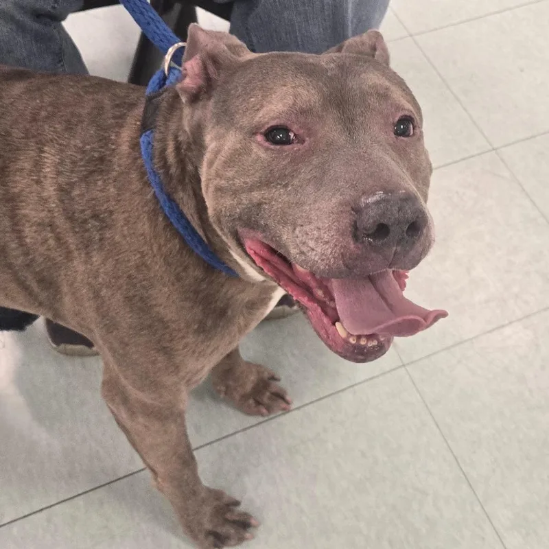 A senior medium-sized male Brindle Pit Bull Terrier dog named Blue Lagoon for adoption in Philadelphia, PA