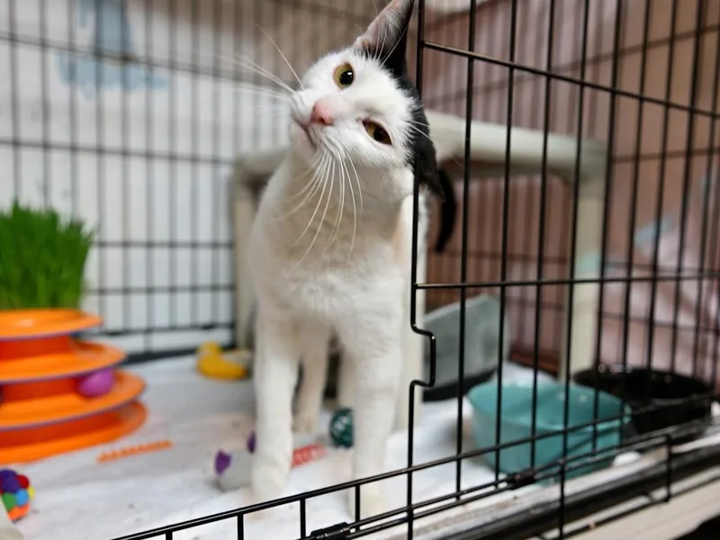 An adult medium-sized female Black & White / Tuxedo Domestic Short Hair cat named Ceora for adoption in East Amherst, NY