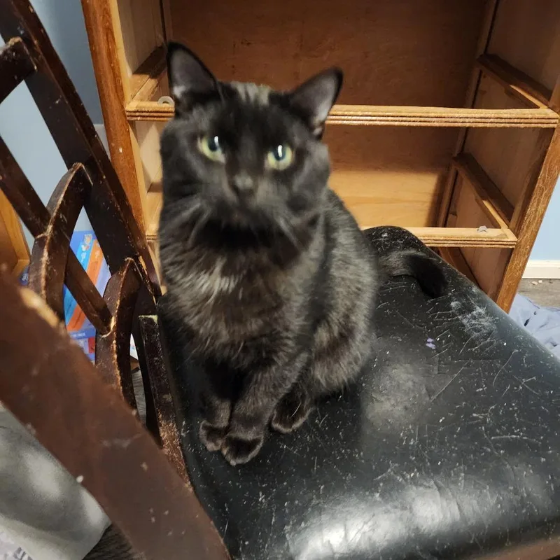 A young medium-sized male Black Domestic Short Hair cat named Bronn for adoption in Springfield, OR