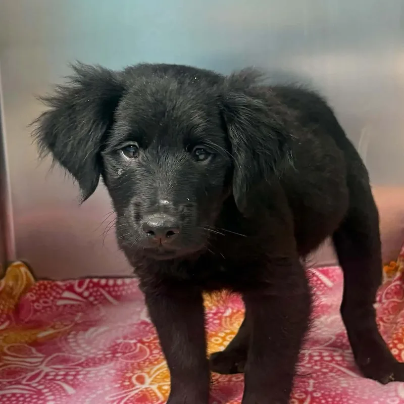 A baby medium-sized male Labrador Retriever dog named Benny for adoption in Lexington, KY