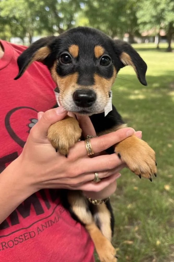 A baby medium-sized female Brown / Chocolate Terrier dog named Cassiopeia for adoption in Elmsford, NY