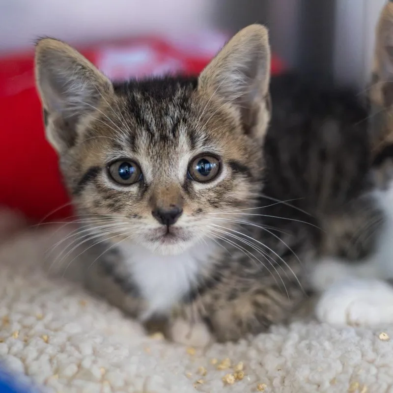 A baby small-sized female Brown / Chocolate Domestic Short Hair cat named Seward for adoption in Newark, DE