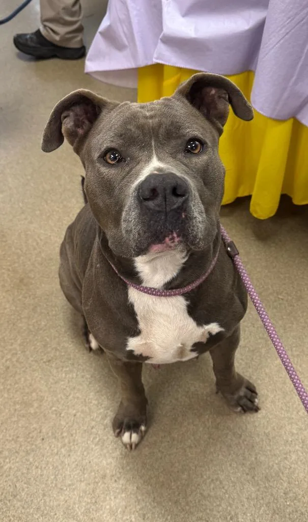 An adult large-sized female Mixed Breed dog named Hot Fudge Sundae for adoption in Springfield, OH