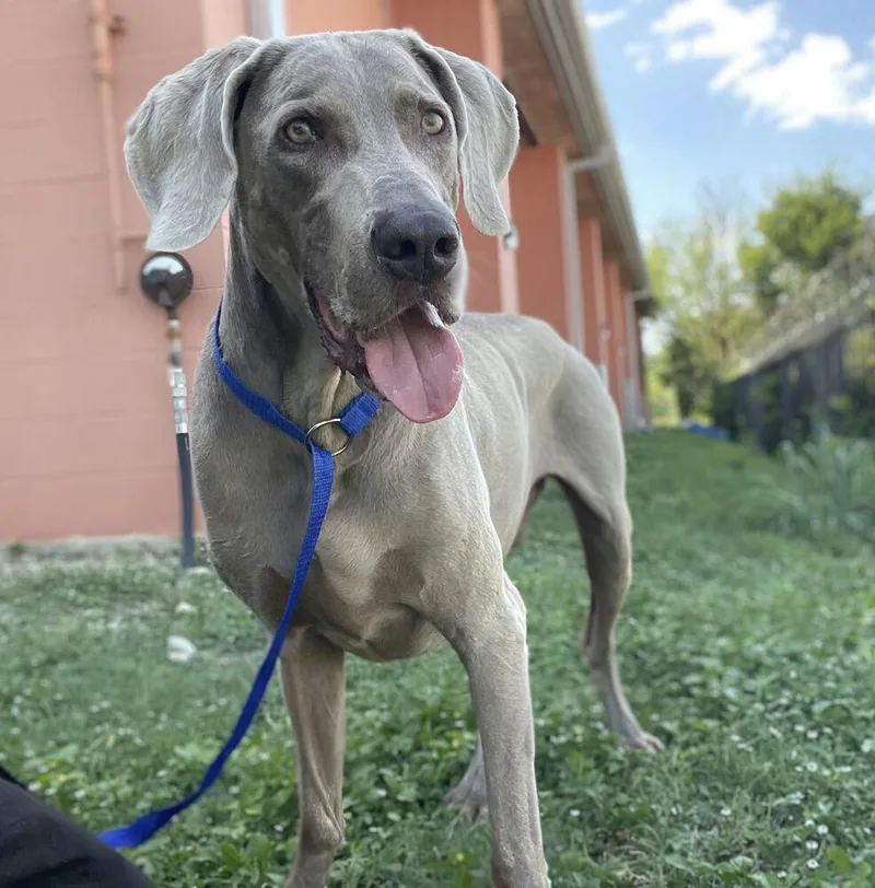 A senior large-sized male Weimaraner dog named Max for adoption in Dallas, TX