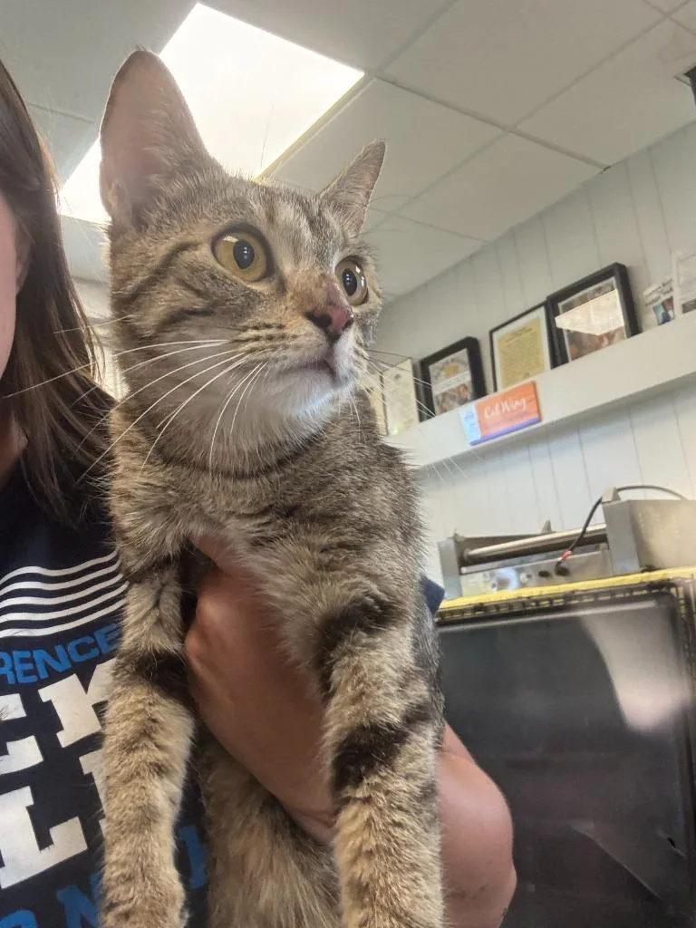 A young small-sized female American Shorthair cat named Slinky for adoption in New Kensington, PA