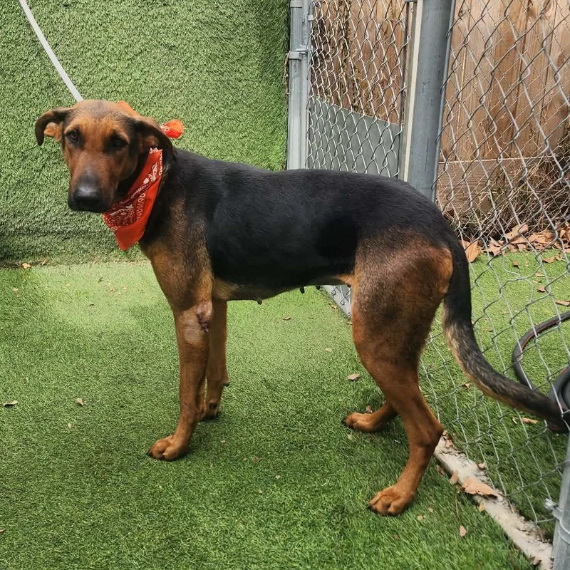 A young large-sized female Brown / Chocolate German Shepherd Dog dog named Star for adoption in Oak Point, TX