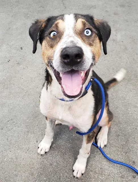 An adult large-sized male Australian Cattle Dog / Blue Heeler dog named Gilbert for adoption in Fairfield, CA