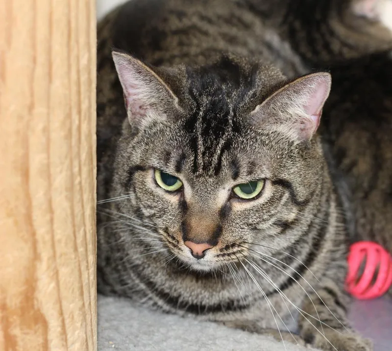 An adult medium-sized male Domestic Short Hair cat named Roger for adoption in Rockford, IL