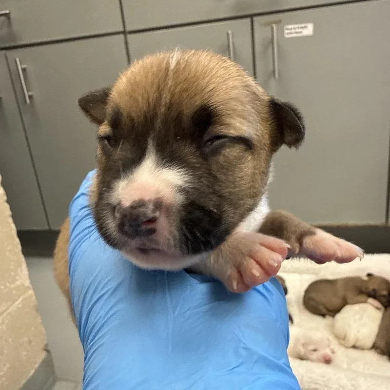 A baby small-sized female Brown / Chocolate Hound dog named Munchkin for adoption in Troy, VA