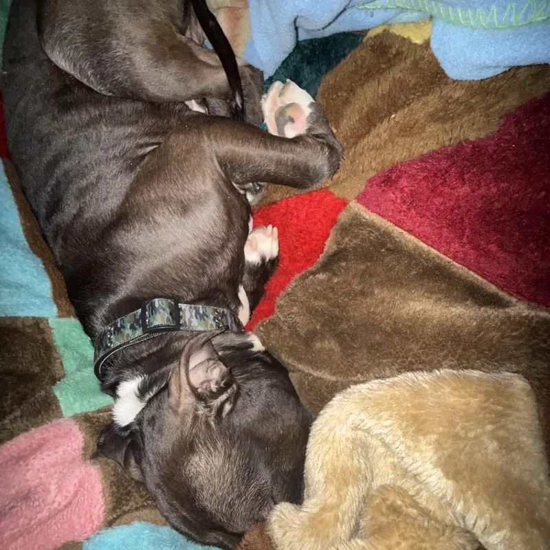 Geronimo thumbnail 2