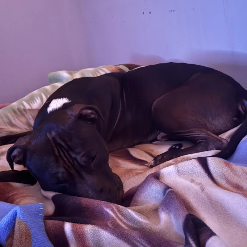 Geronimo thumbnail 3