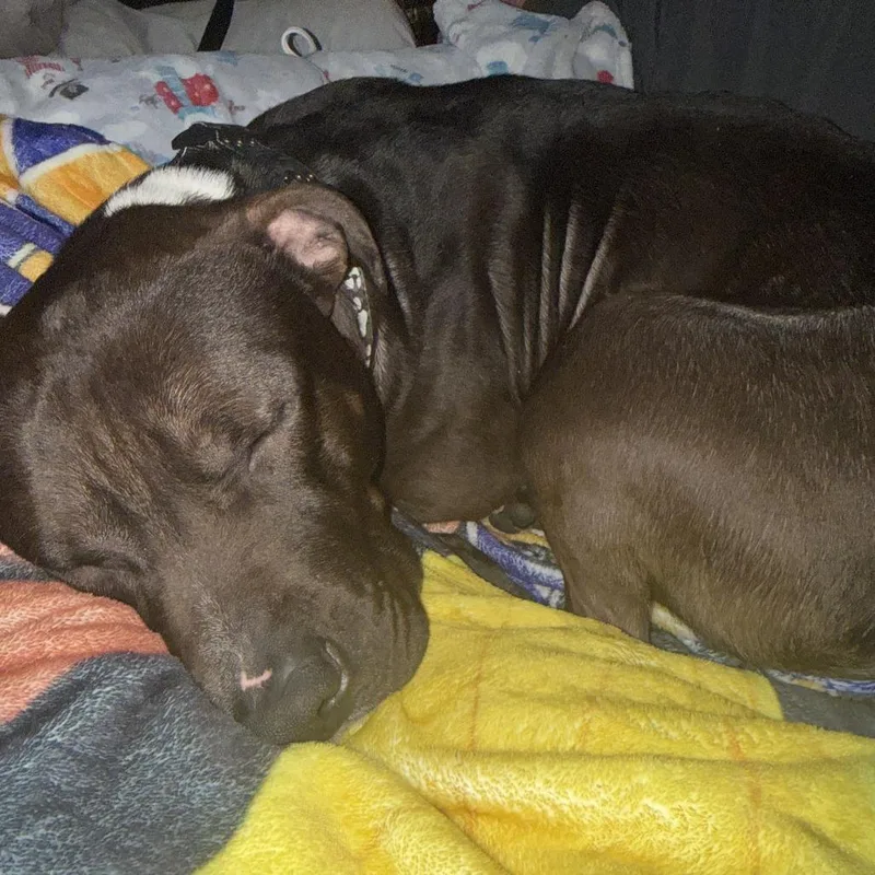 Geronimo thumbnail 4