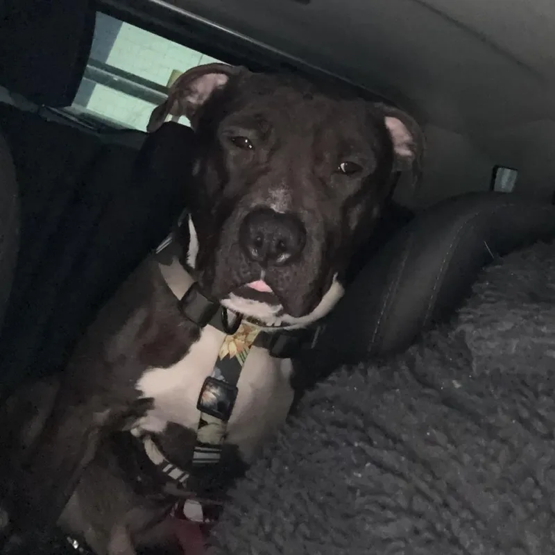 Geronimo thumbnail 5