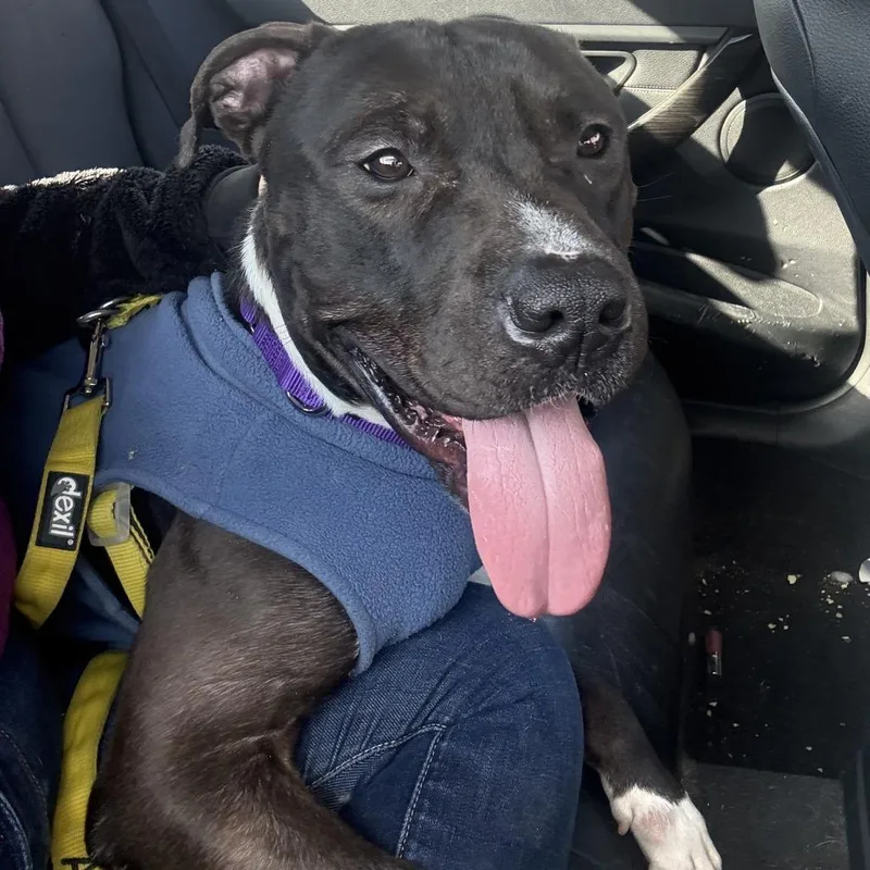 Geronimo thumbnail 6