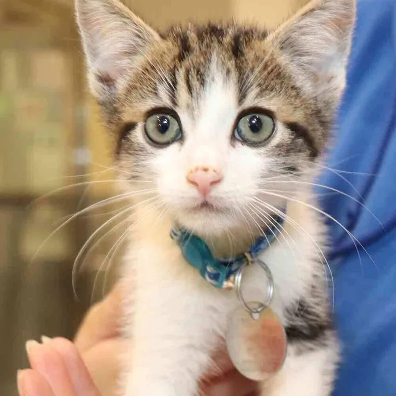 A baby small-sized male Domestic Short Hair cat named Comet for adoption in Port Washington, NY