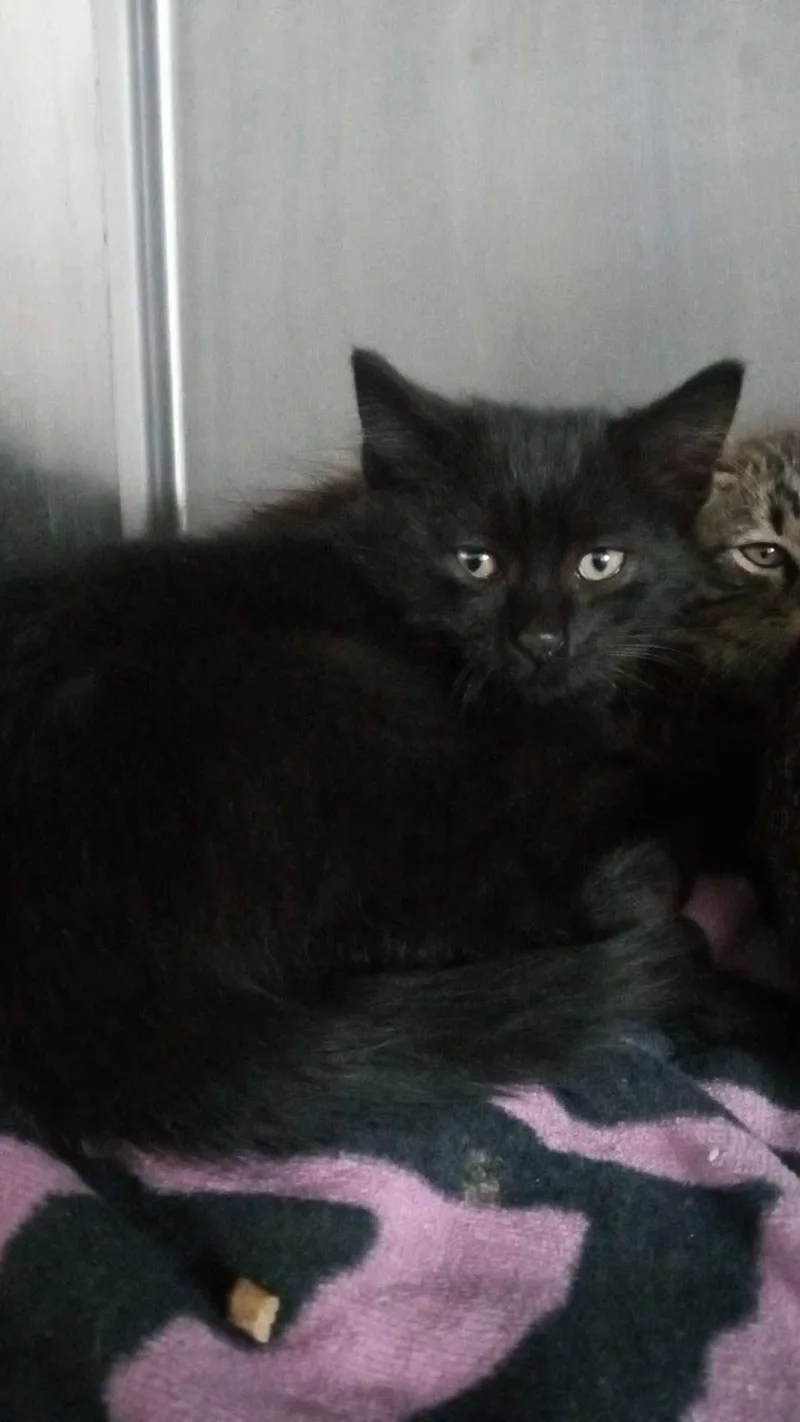 An adult medium-sized male Domestic Medium Hair cat named Igloo for adoption in Burgaw, NC