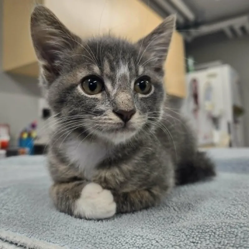 A baby medium-sized male Gray & White Domestic Short Hair cat named Sushi for adoption in Watertown, WI