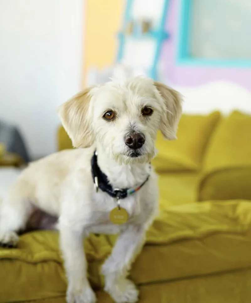 A young small-sized male Poodle dog named Mozzarella Stick for adoption in Pasadena, CA