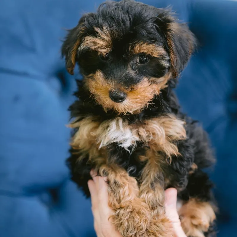 A baby small-sized male Yorkie Poo dog named Marcellus for adoption in Zionsville, IN