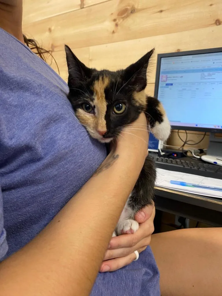 A baby medium-sized female Domestic Short Hair cat named Tamar for adoption in Cumming, GA