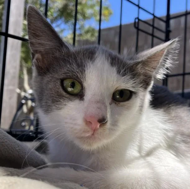 A baby small-sized female Domestic Short Hair cat named Bella for adoption in Alameda, CA
