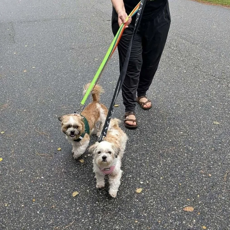 An adult small-sized female Shih Tzu dog named Lexi for adoption in Hillsborough , NC