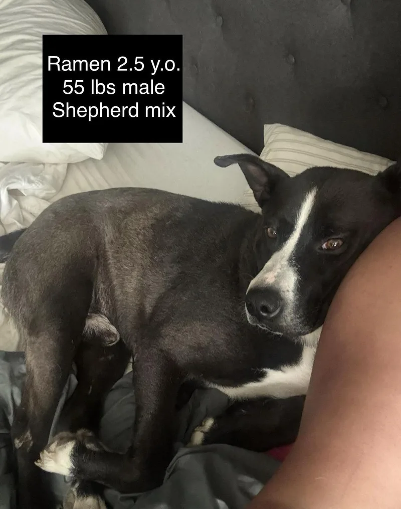 Ramen thumbnail 5