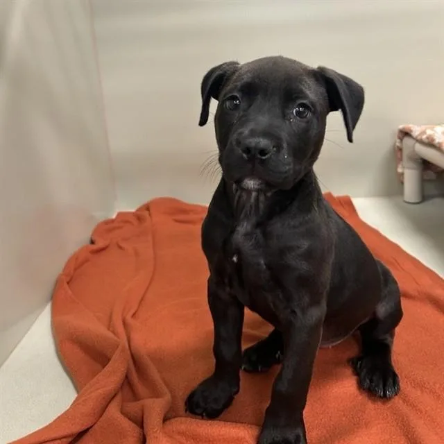 A baby large-sized female Pit Bull Terrier dog named Mipha for adoption in Phoenix, AZ