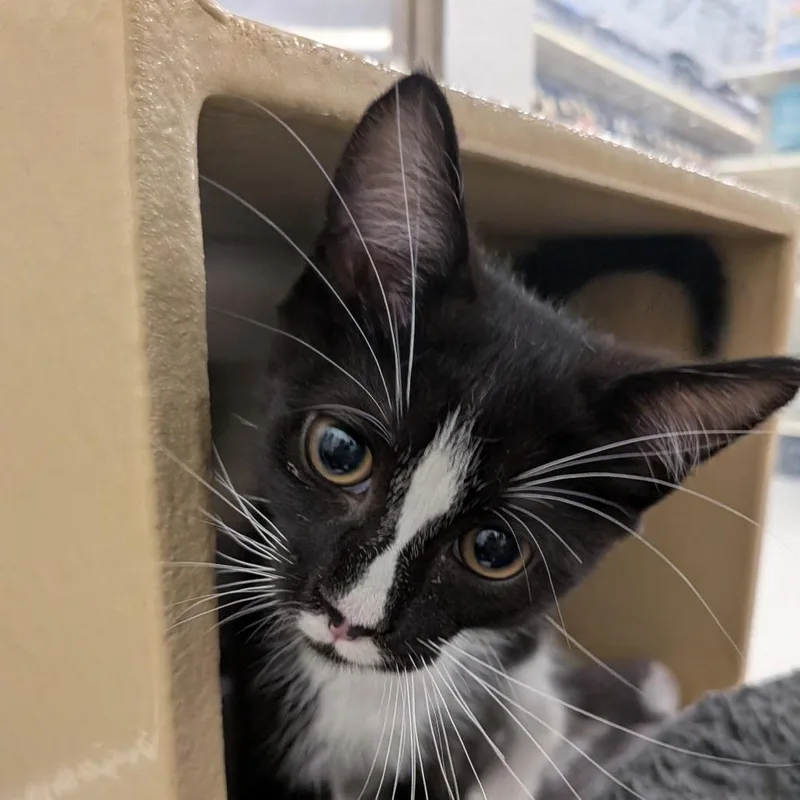 A baby small-sized male Black Domestic Short Hair cat named Cosmo for adoption in Falls Church, VA