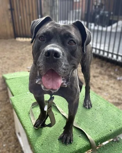 An adult large-sized male Mastiff dog named Onyx for adoption in Washington, DC