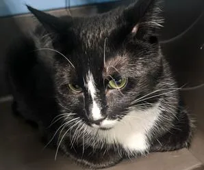 An adult large-sized female Domestic Short Hair cat named Garfield for adoption in Kansas City, MO