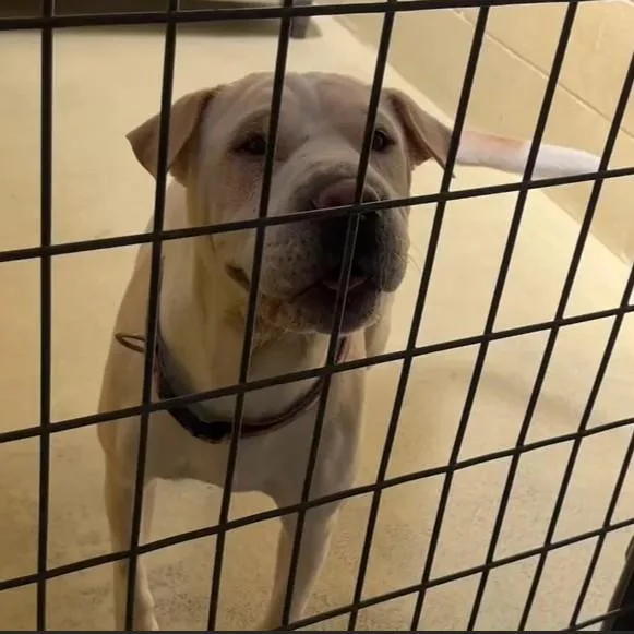 An adult medium-sized female White / Cream Shar-Pei dog named CoCo for adoption in Clarksville, VA