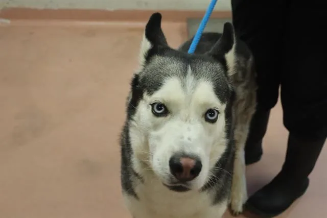 A young large-sized male Mixed Breed dog named Kong for adoption in Columbia, SC