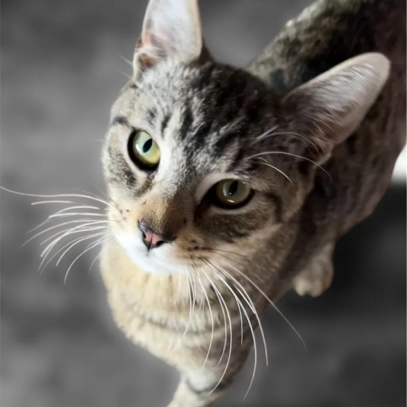A young small-sized male Brown / Chocolate Domestic Short Hair cat named Fig for adoption in Pacific Palisades, CA