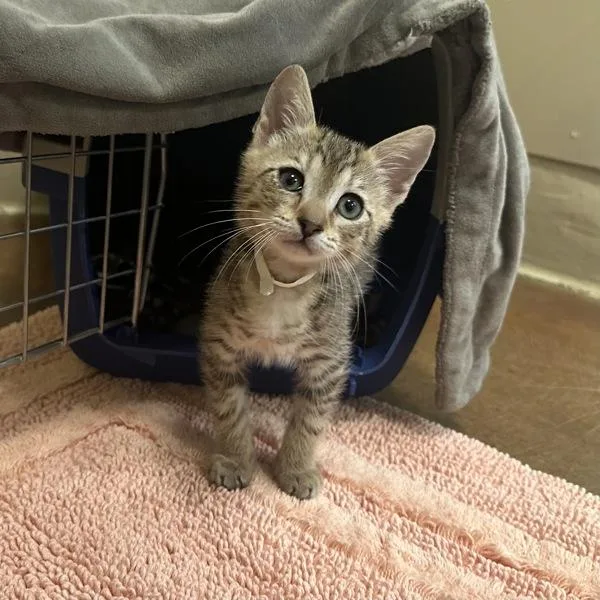 A baby small-sized male Domestic Medium Hair cat named Sanji for adoption in Walnut Creek, CA