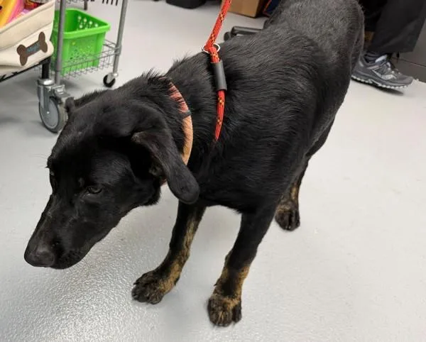 A young large-sized male Labrador Retriever dog named Pen Cosmo for adoption in Lawrenceville, GA
