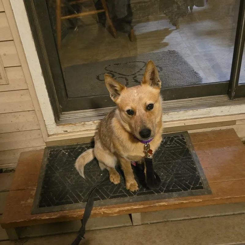 A young medium-sized male Golden Australian Cattle Dog / Blue Heeler dog named Wylie for adoption in Springfield, MO