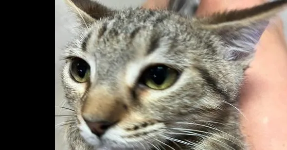 A baby small-sized male Tabby (Brown / Chocolate) Domestic Short Hair cat named Snow Pea for adoption in Anoka, MN